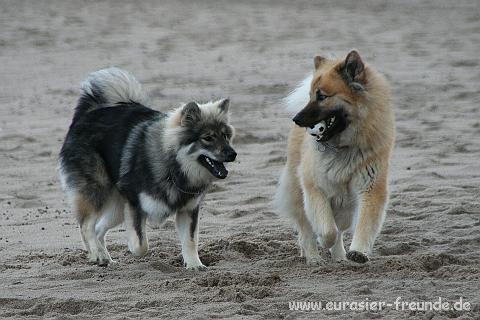 (Foto Goslar)_daenemark_2010_IMG_0314_Bovbjerg_Strand.jpg - Ballspielen macht ihr da mehr Spa, ...